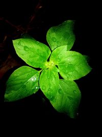 Close-up of wet leaf at night