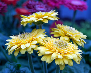 Close-up of yellow flowering plant