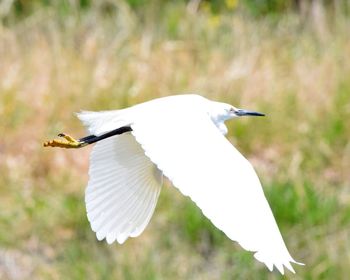 Close-up of bird flying