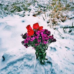 White flowers on snow