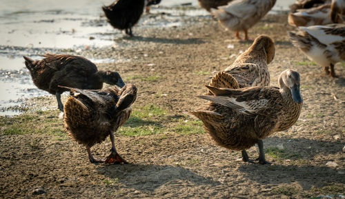 Duck on field