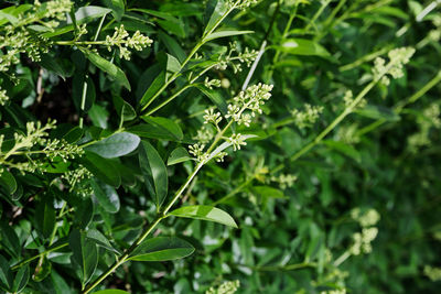 Close-up of privet hedge in bloom, ligustrum plant