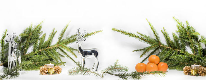 Panoramic view of a fruit over white background