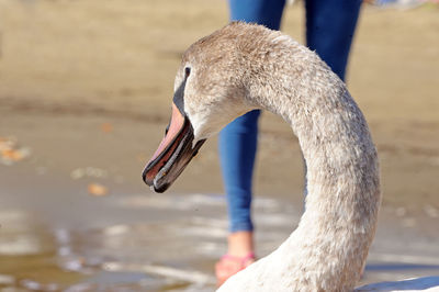 Close-up of swan