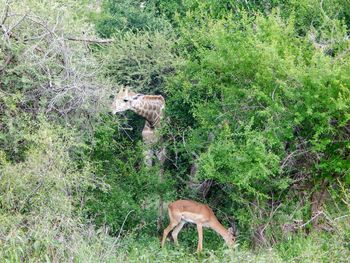 Deer in a forest