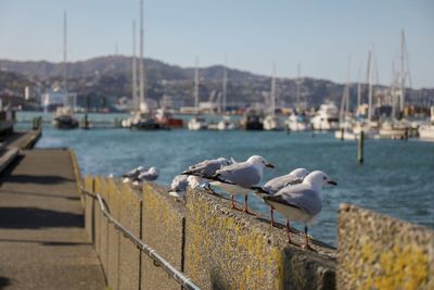 Seagull perching on a harbor