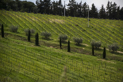 Scenic view of agricultural field