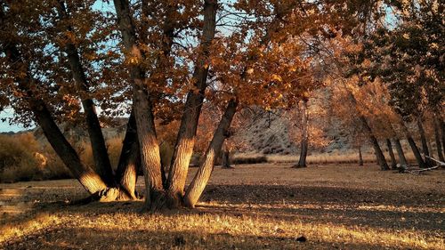 Trees on field in forest during autumn