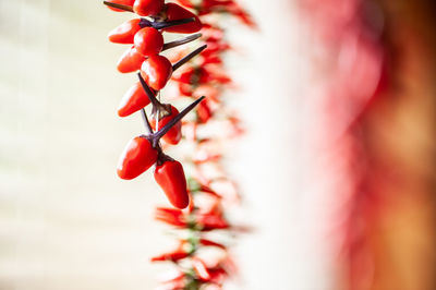 Chili hanging in line on a window