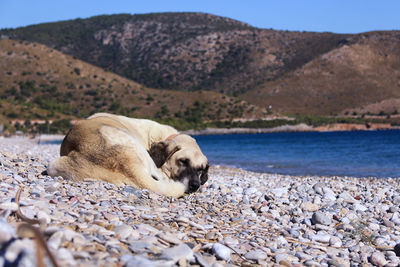 Dog resting at beach against mountains