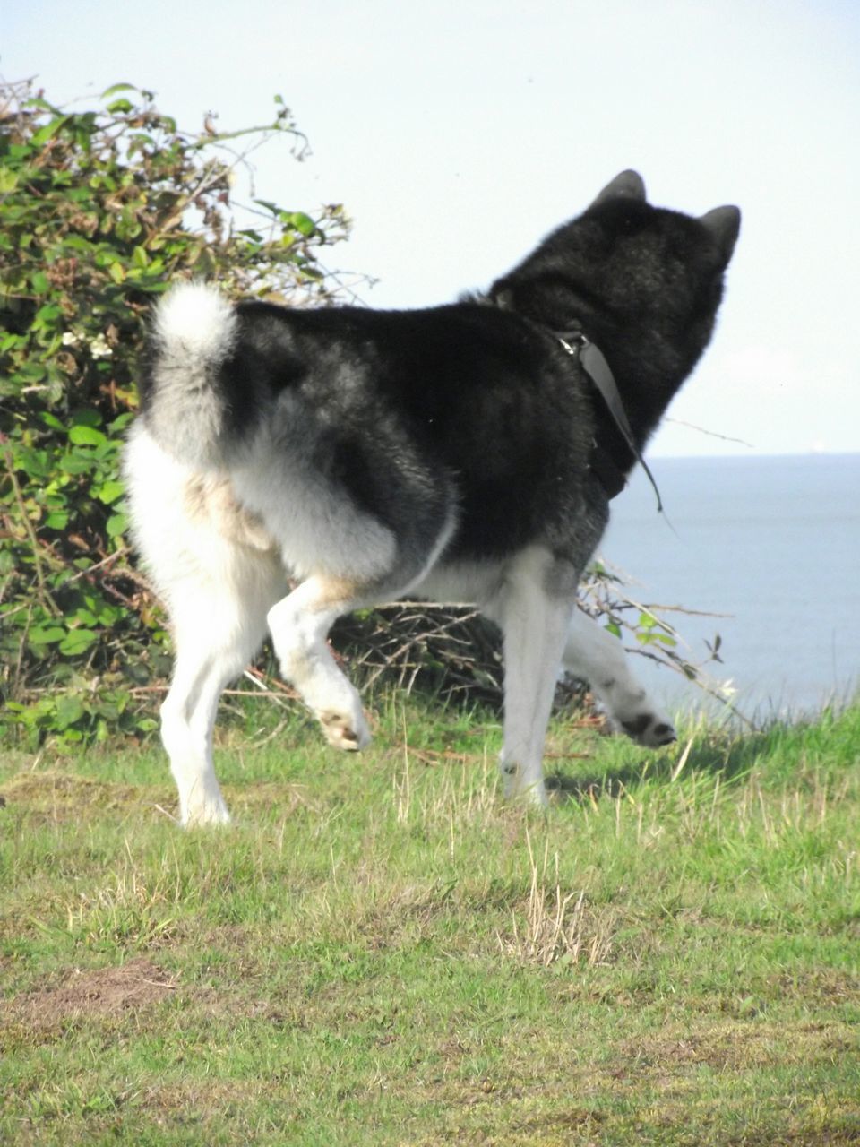 animal themes, one animal, mammal, domestic animals, grass, water, pets, clear sky, dog, full length, nature, sea, standing, field, day, side view, grassy, sky, outdoors, no people