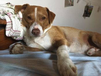 Close-up portrait of a dog resting