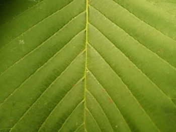 Full frame shot of leaf