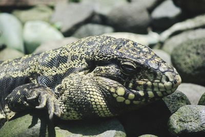 Close-up of lizard on rock