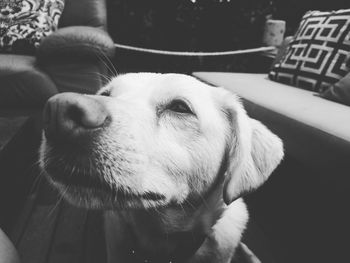 Close-up of dog sticking out tongue