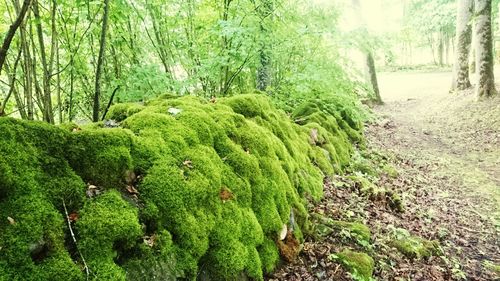 Trees growing in forest