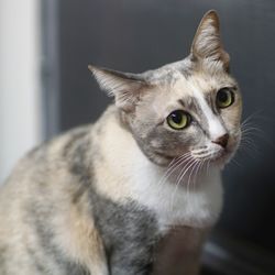 Close-up portrait of a cat looking away