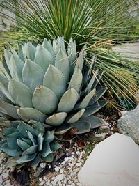 High angle view of succulent plant on field