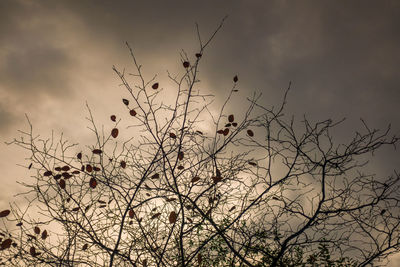 Low angle view of silhouette bare tree against sky