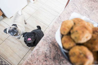 High angle view of food on table over dogs