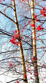 Low angle view of flower tree against sky