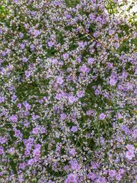 Full frame shot of purple flowers