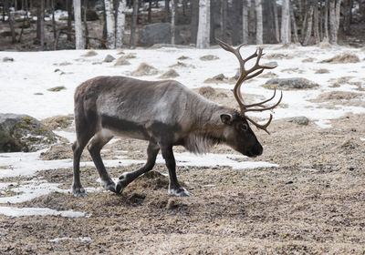 Reindeer walking across a forest in winter in sweden