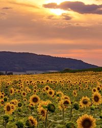 Scenic view of sunflower field against sky during sunset