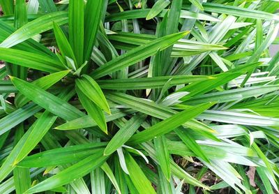 Full frame shot of fresh green grass