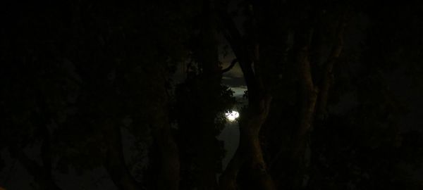 Close-up of trees against sky at night