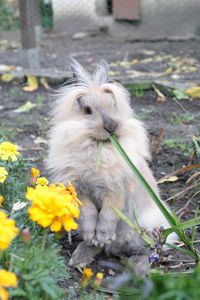 Close-up of a rabbit on field