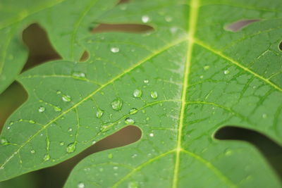 Close-up of raindrops on leaves