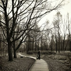 Footpath passing through trees