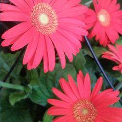 Close-up of pink flower