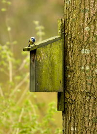 Close-up of bird perching on wooden post