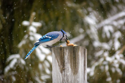 Close-up of bird perching on wooden post