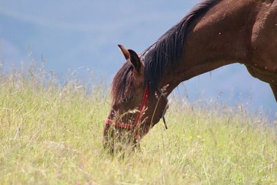 Butterfly on a field