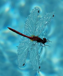 Close-up of dragonfly on leaf