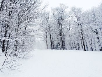 Snow covered trees