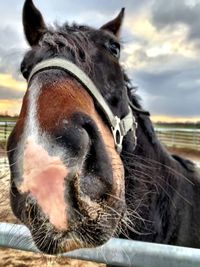 Portrait of horse