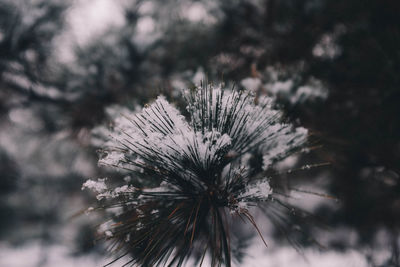 Close-up of dandelion