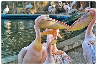 Close-up of pelicans in zoo