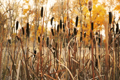 Close-up of plants against trees