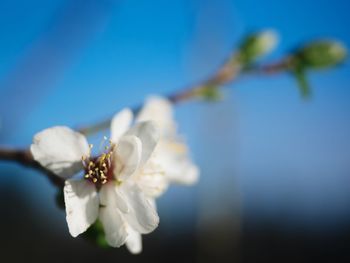 Close-up of white cherry blossom