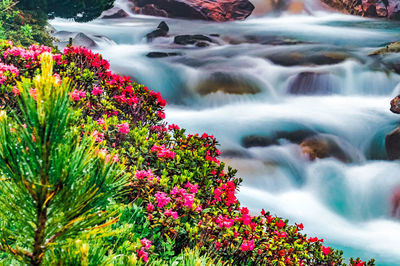 Scenic view of red flowering plants against waterfall