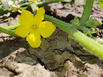 Close-up of yellow flowering plant