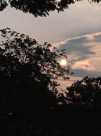 Low angle view of silhouette trees against sky during sunset