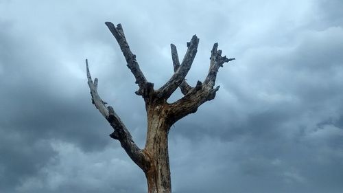 Low angle view of bare tree against sky