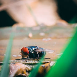 Close-up of fly on leaf