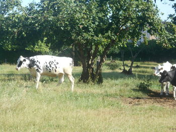 mammal